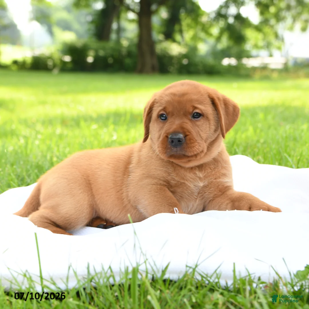 Labrador Retriever dogs for sale: Cassie   - Ad 2