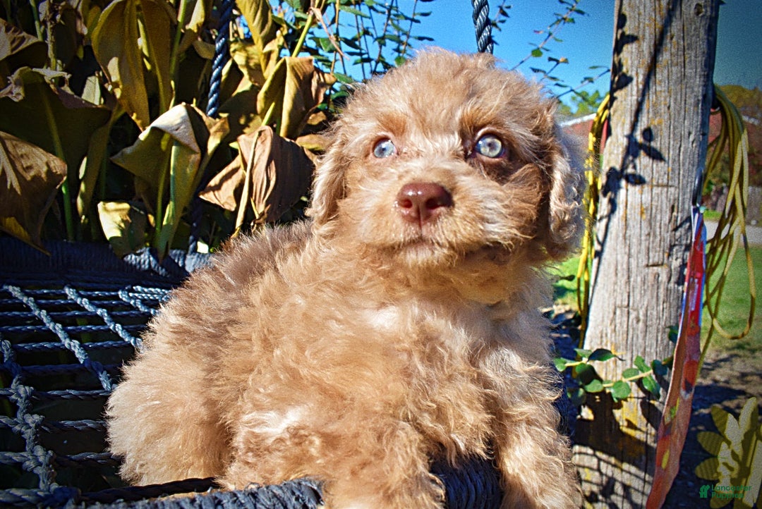 Havapoo dogs for sale: Indigo - Ad 3