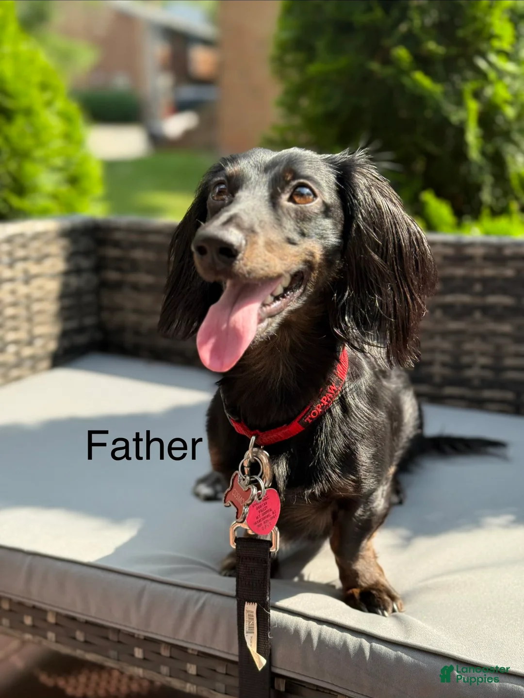 Miniature Dachshund dogs for sale: Candy - Ad 6