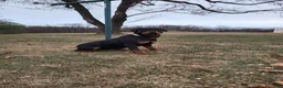 Rottweiler dogs for sale: Yeti - Ad 12