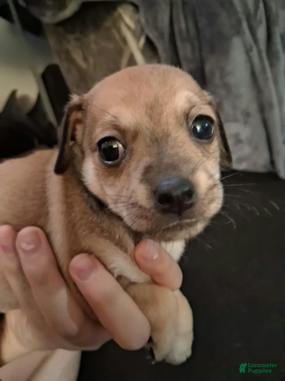 Chihuahua dogs for sale: Chihuahua 3 - Ad 1