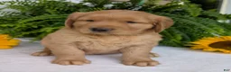 Golden Retriever dogs for sale: Parker  - Ad 7