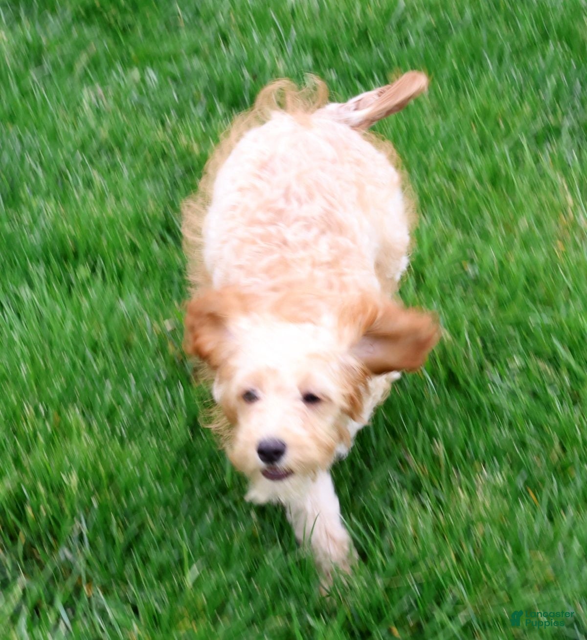 Cavapoo dogs Paisley - Ad 1