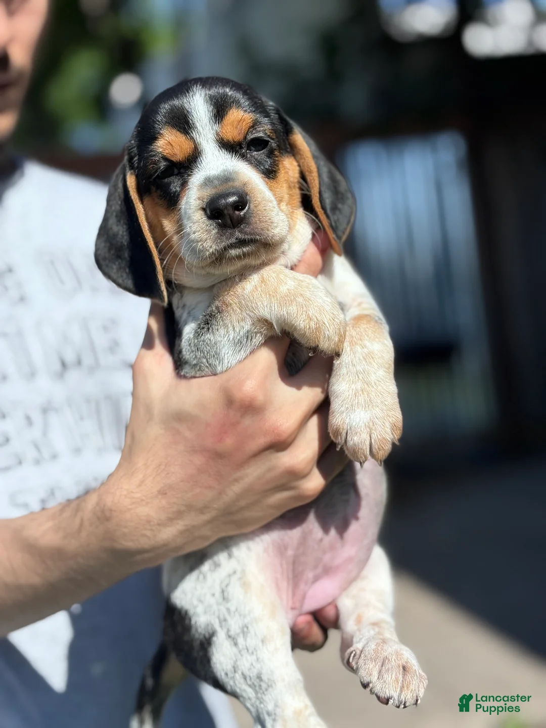 Beagle dogs for sale: Buttercup  - Ad 1
