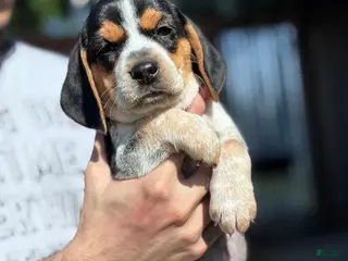 Beagle dogs for sale: Buttercup - Ad 2