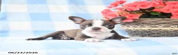 Boston Terrier dogs for sale: Gracie - Ad 3