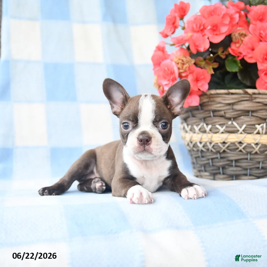 Boston Terrier dogs for sale: Gracie - Ad 3
