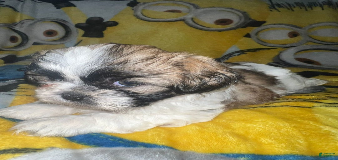 Gallery Image {{count}}