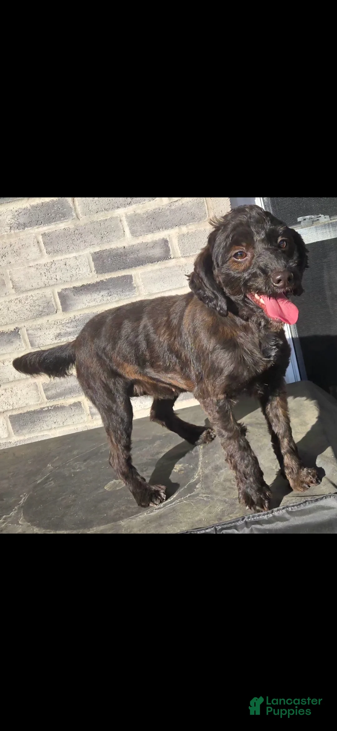 Bernedoodle dogs for sale: Bernedoodle Puppy 2 - Ad 6