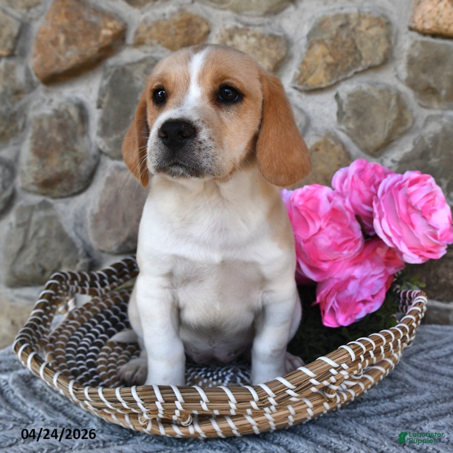 Mixed Breed dogs Lilac - Ad 2