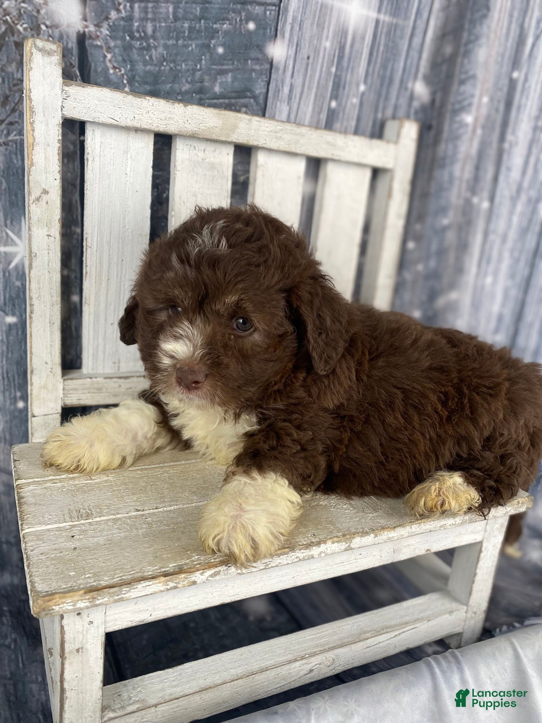 Mini Aussiedoodle dogs for sale: Ike - Ad 9