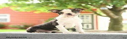 Boston Terrier dogs for sale: Romeo - Ad 4