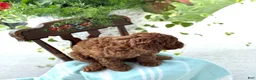 Miniature Poodle dogs for sale: Teddy - Ad 19