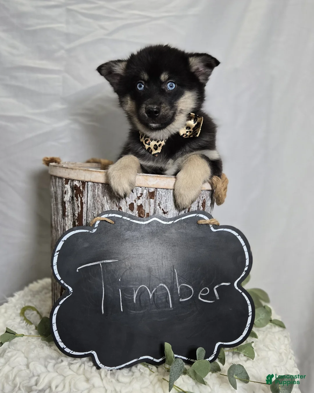 Pomsky dogs for sale: Timber - Ad 4