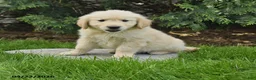 Golden Retriever dogs for sale: Saber - Ad 3