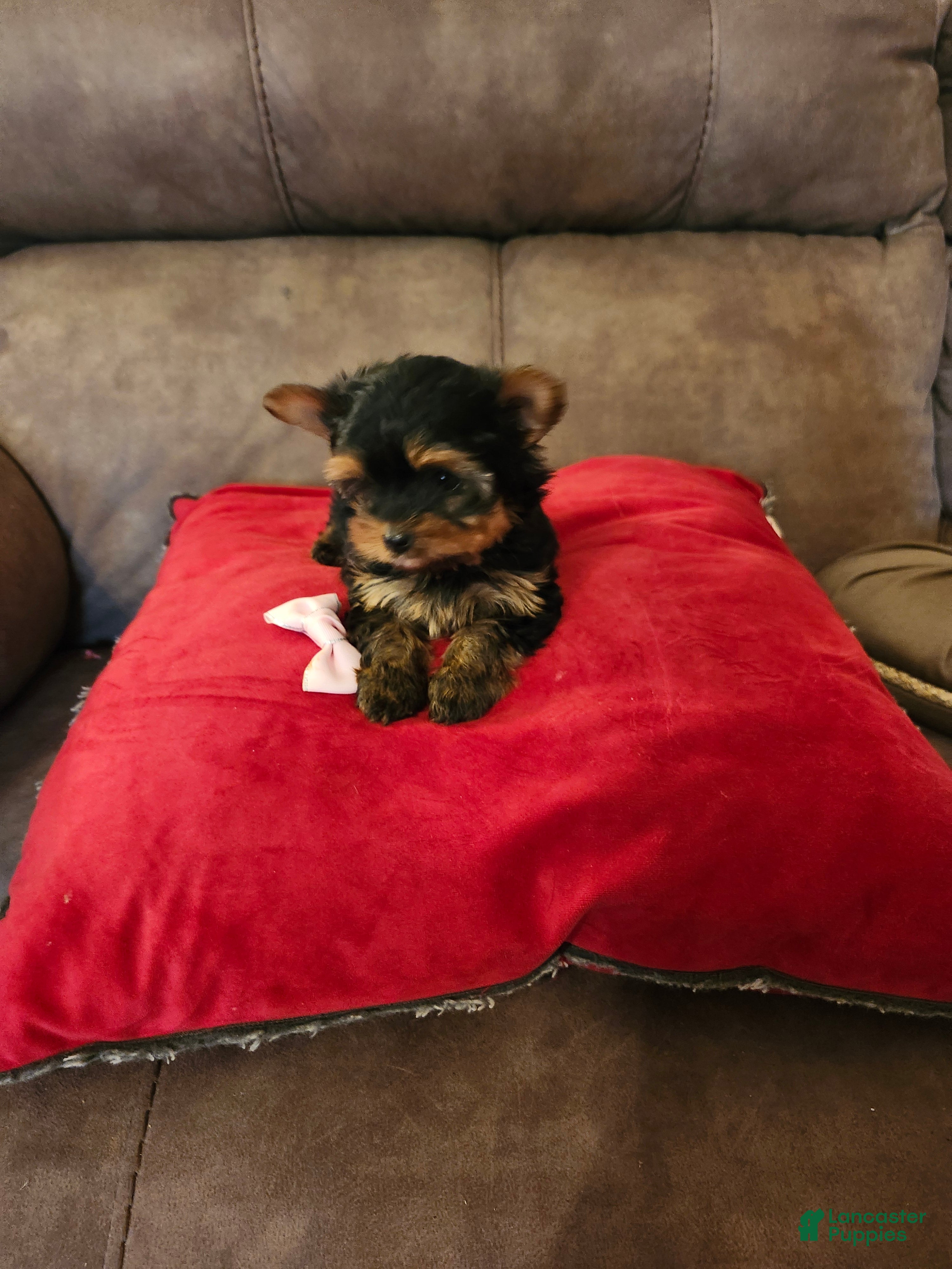 Yorkshire Terrier dogs Jazzy  - Ad 2