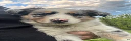 Australian Shepherd dogs for sale: Thing 1 - Ad 5
