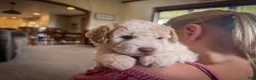 Miniature Poodle dogs for sale: Finn - Ad 4