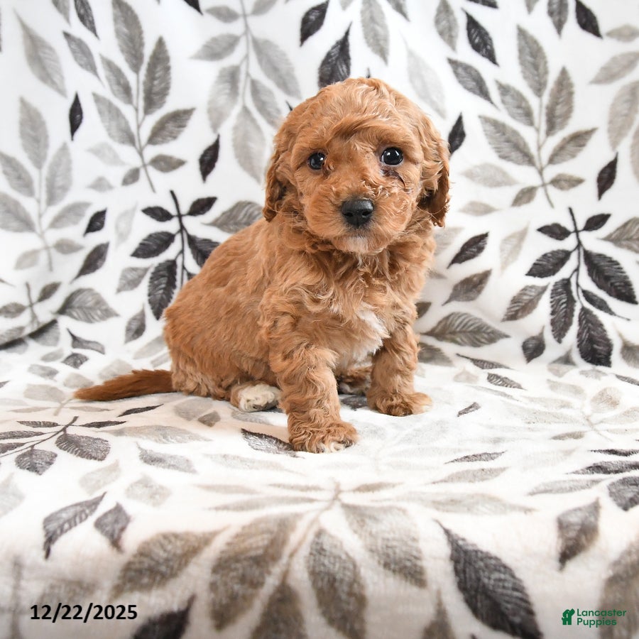 Havapoo dogs Dart  - Ad 16