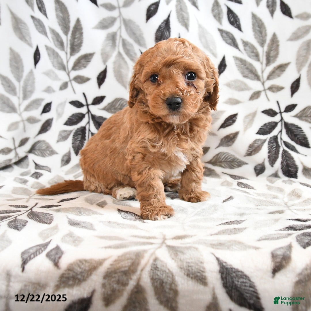 Havapoo dogs for sale: Dart  - Ad 1