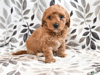 Havapoo dogs Dart - Ad 16