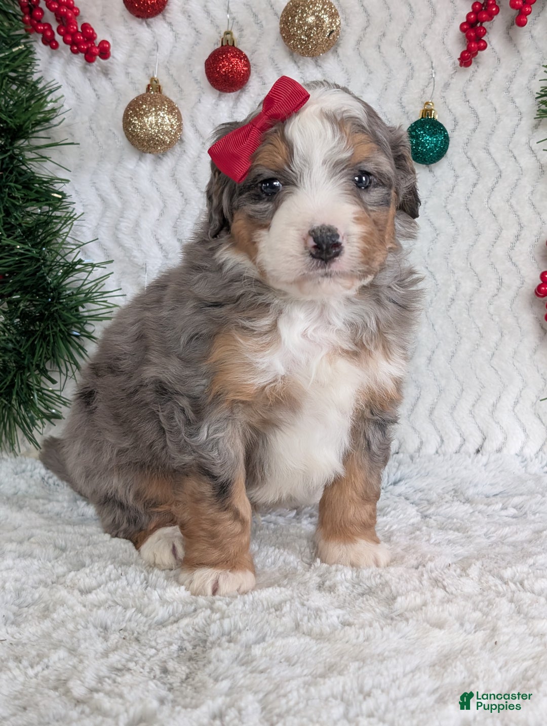 Mini Bernedoodle dogs for sale: Mini Bodie - Ad 7