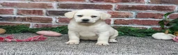 Labrador Retriever dogs for sale: Diamond - Ad 4