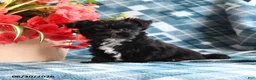 Morkie dogs for sale: Olan - Ad 2