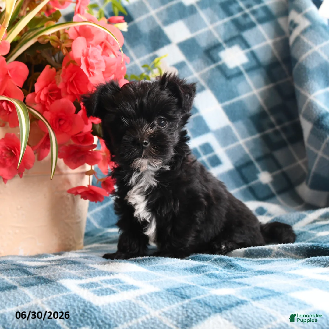 Morkie dogs for sale: Olan - Ad 2