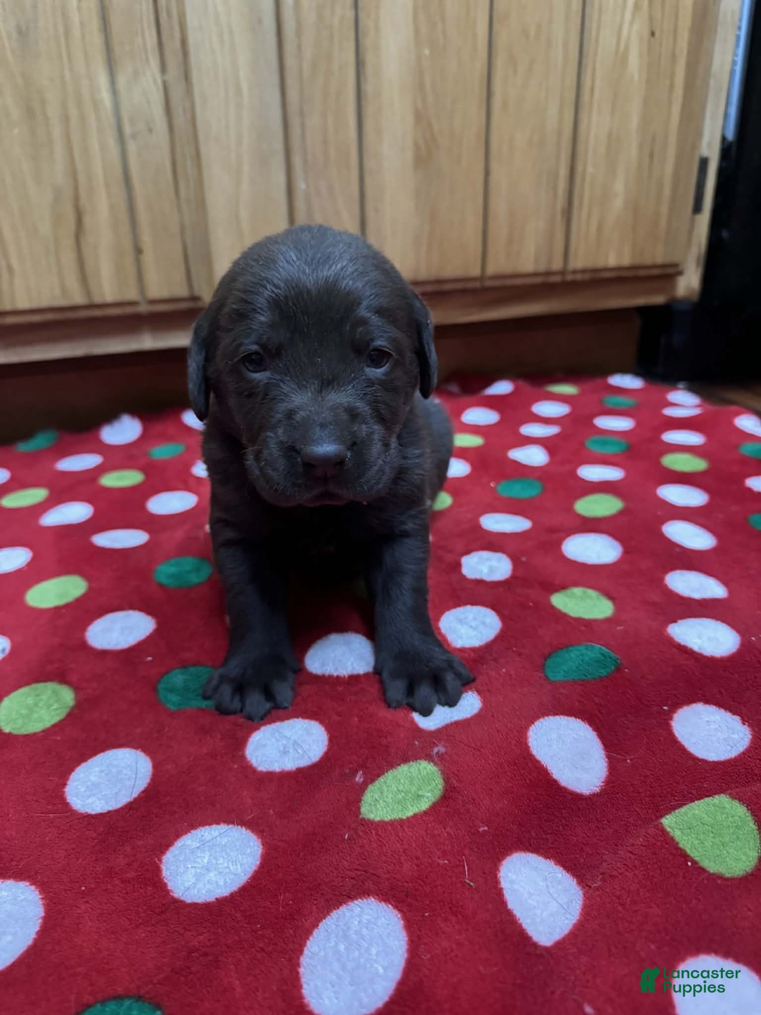 Labrador Retriever dogs Maple - Ad 27