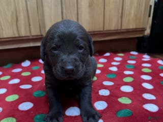 Labrador Retriever dogs Maple - Ad 35