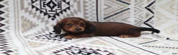 Miniature Dachshund dogs for sale: Mila  - Ad 2