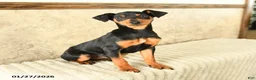 Miniature Pinscher dogs for sale: Gil  - Ad 1