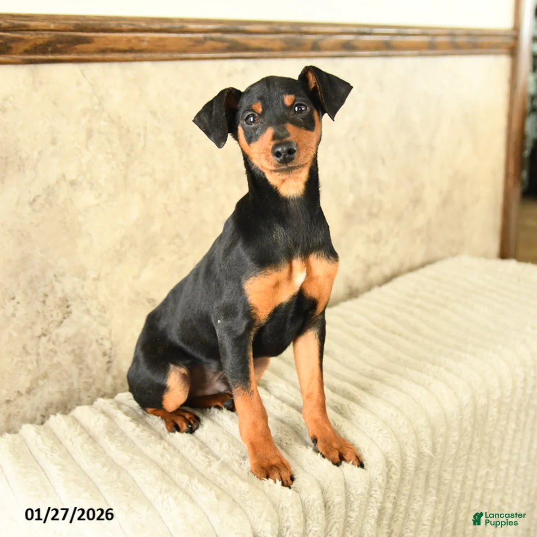 Miniature Pinscher dogs for sale: Gil  - Ad 1