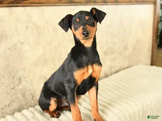 Miniature Pinscher dogs Gil - Ad 7