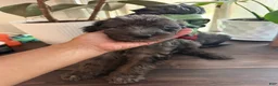 Labradoodle dogs for sale: Cole  - Ad 3
