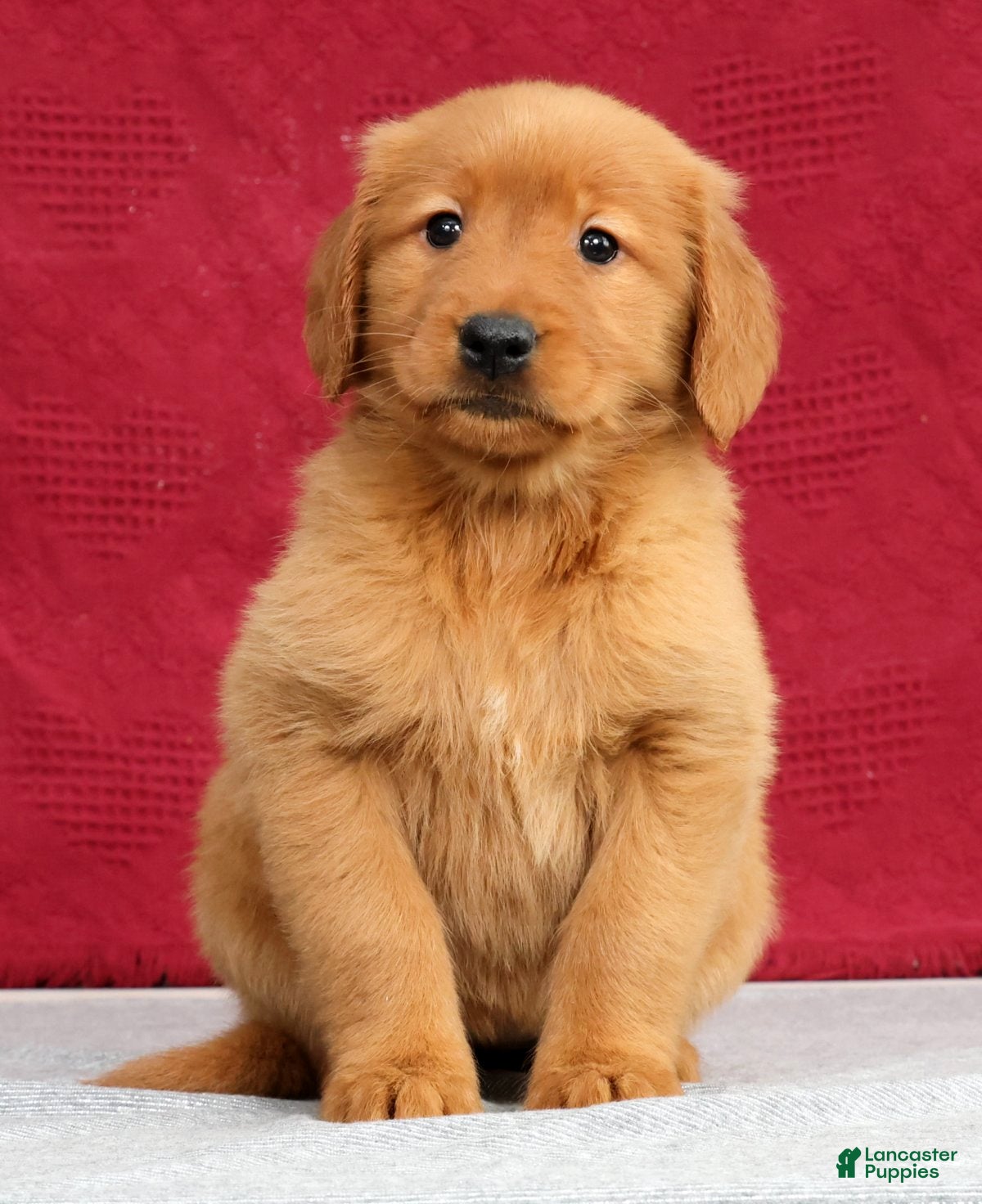 Golden Retriever dogs Genesis - Ad 2