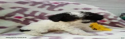 Miniature Poodle dogs for sale: Rainbow - Ad 1