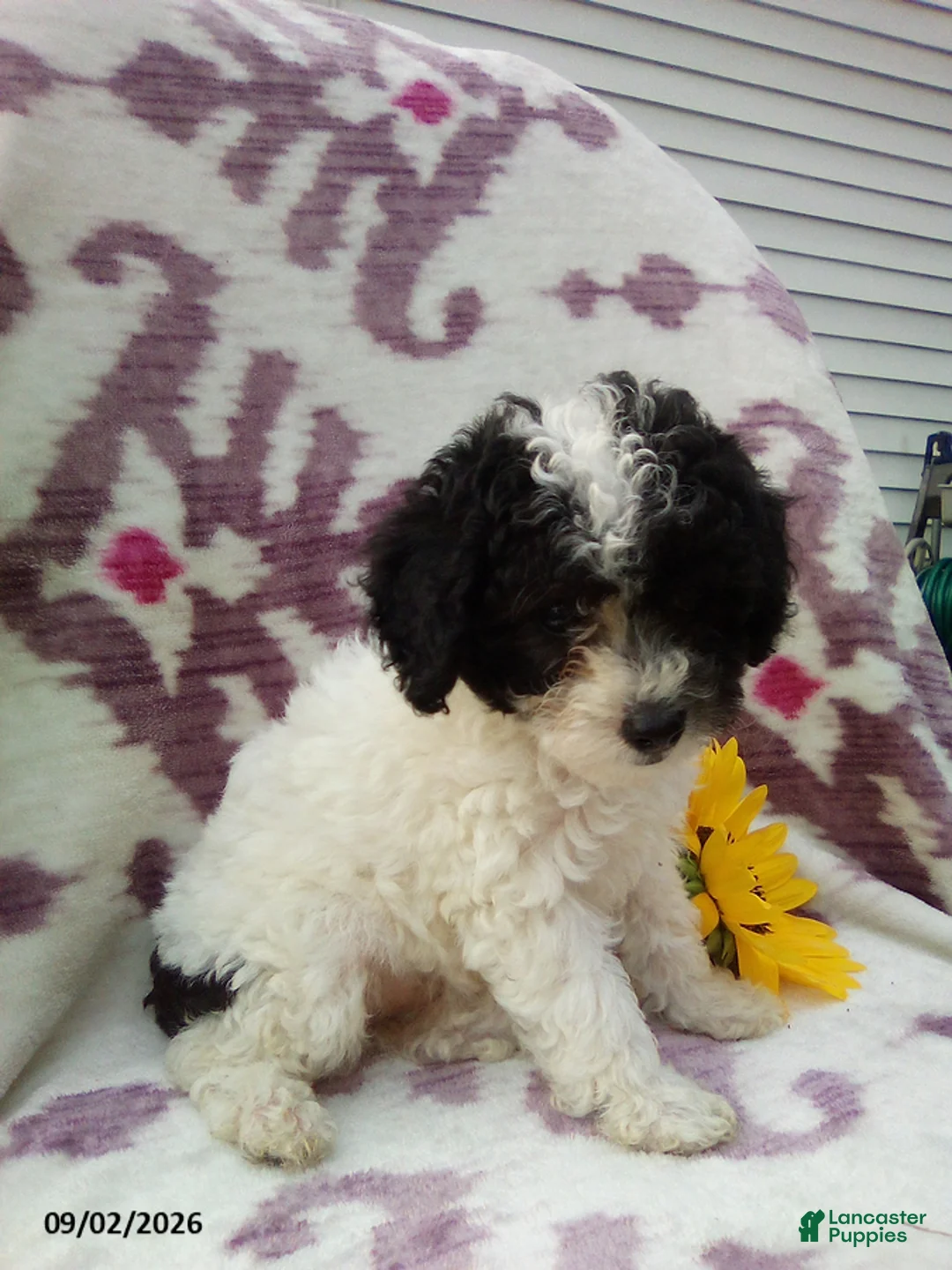 Miniature Poodle dogs for sale: Rainbow - Ad 1