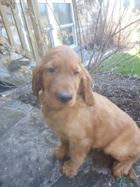 Mixed Breed dogs Remi - Ad 1