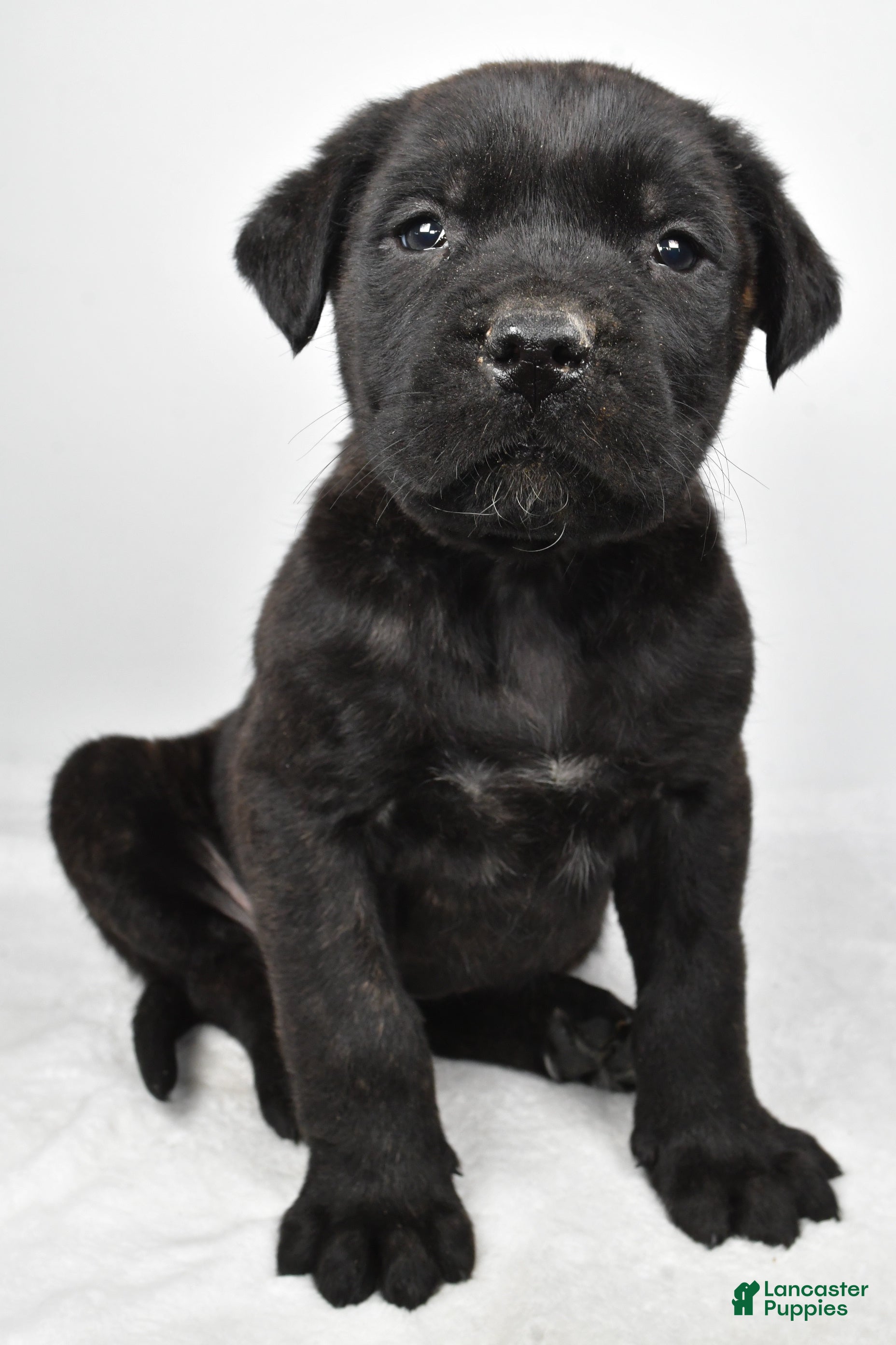 English Mastiff dogs Buddy - Ad 2