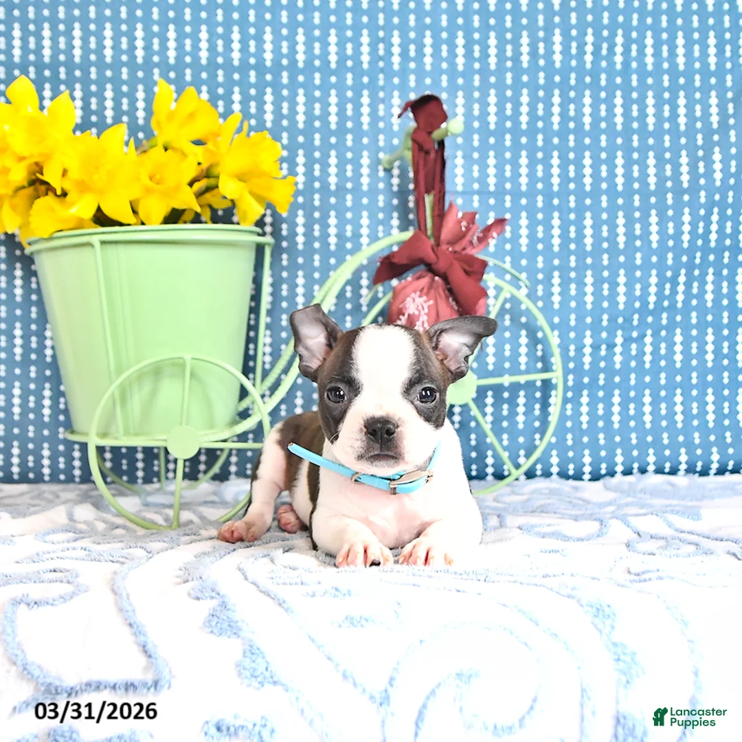 Boston Terrier dogs for sale: Matilda - Ad 1