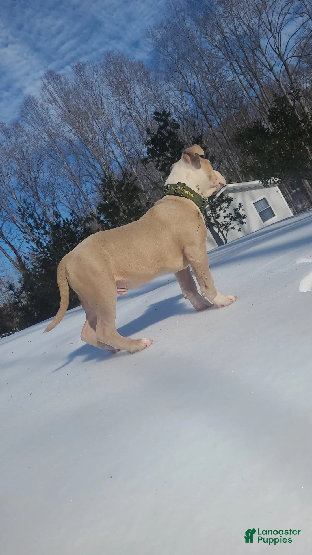 American Bully dogs 5 Month Old ABKC American Bully – GrCh Bloodline – Thick & Compact - Ad 32