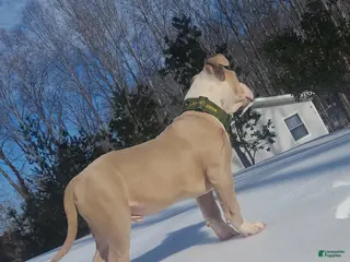 American Bully dogs 5 Month Old ABKC American Bully – GrCh Bloodline – Thick & Compact - Ad 32