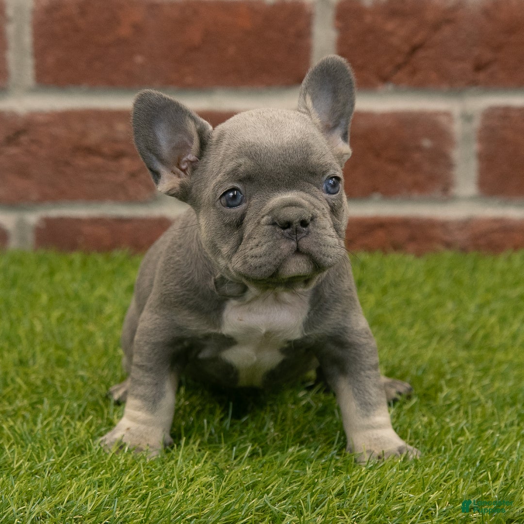 French Bulldog dogs for sale: Luna - Ad 7