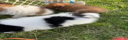 Pomeranian dogs for sale: Pebbles - Ad 4