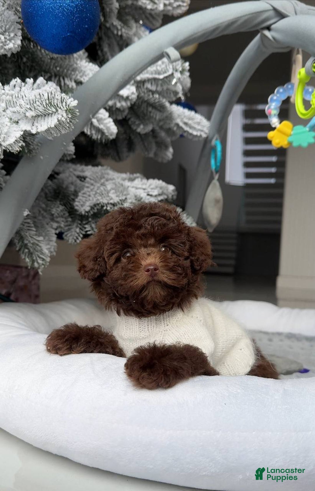 Miniature Poodle dogs for sale: Celeste - Ad 4