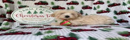 Maltipoo dogs for sale: Jingle - Ad 3