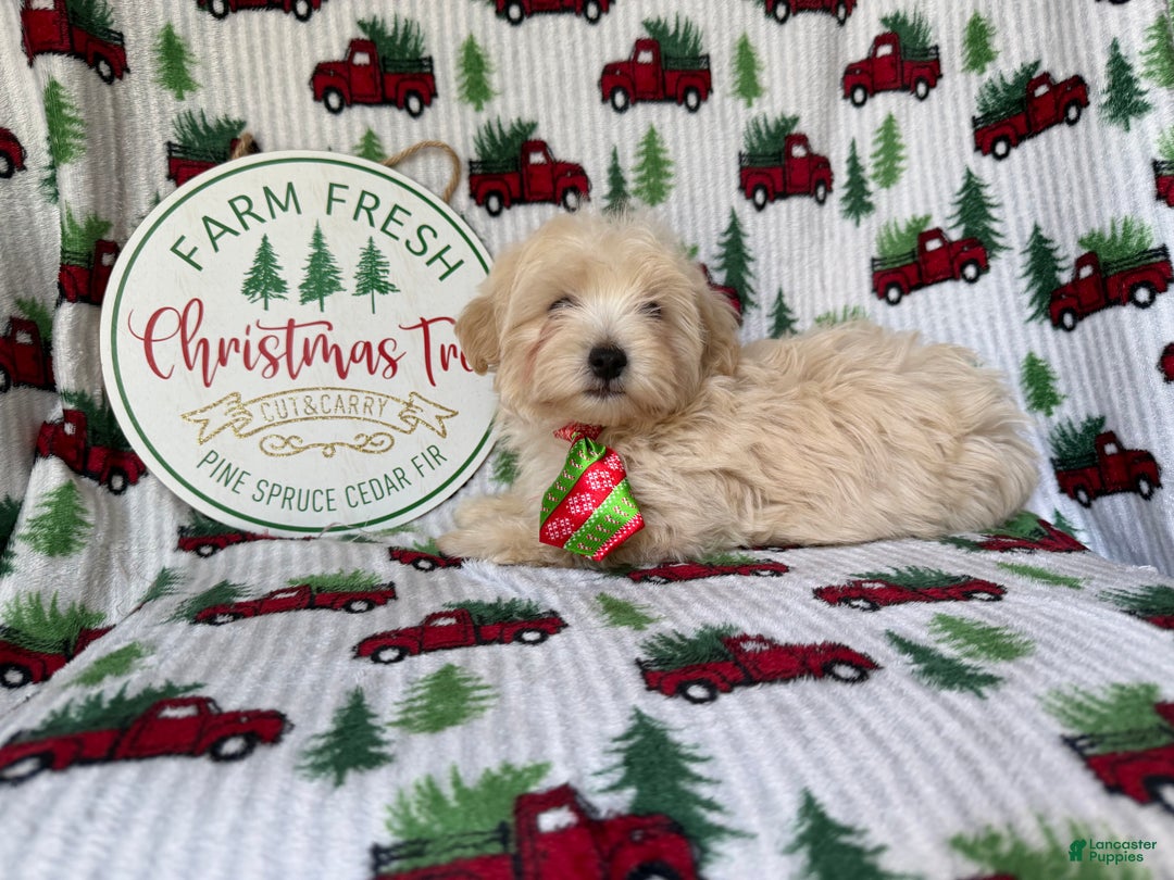 Maltipoo dogs for sale: Jingle - Ad 3