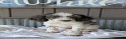 Cockapoo dogs for sale: Heath - Ad 4